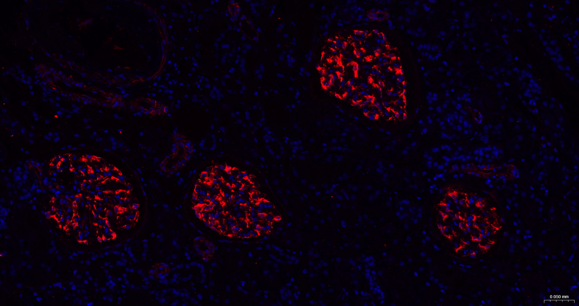 巢蛋白/神经上皮干细胞蛋白重组兔单克隆抗体