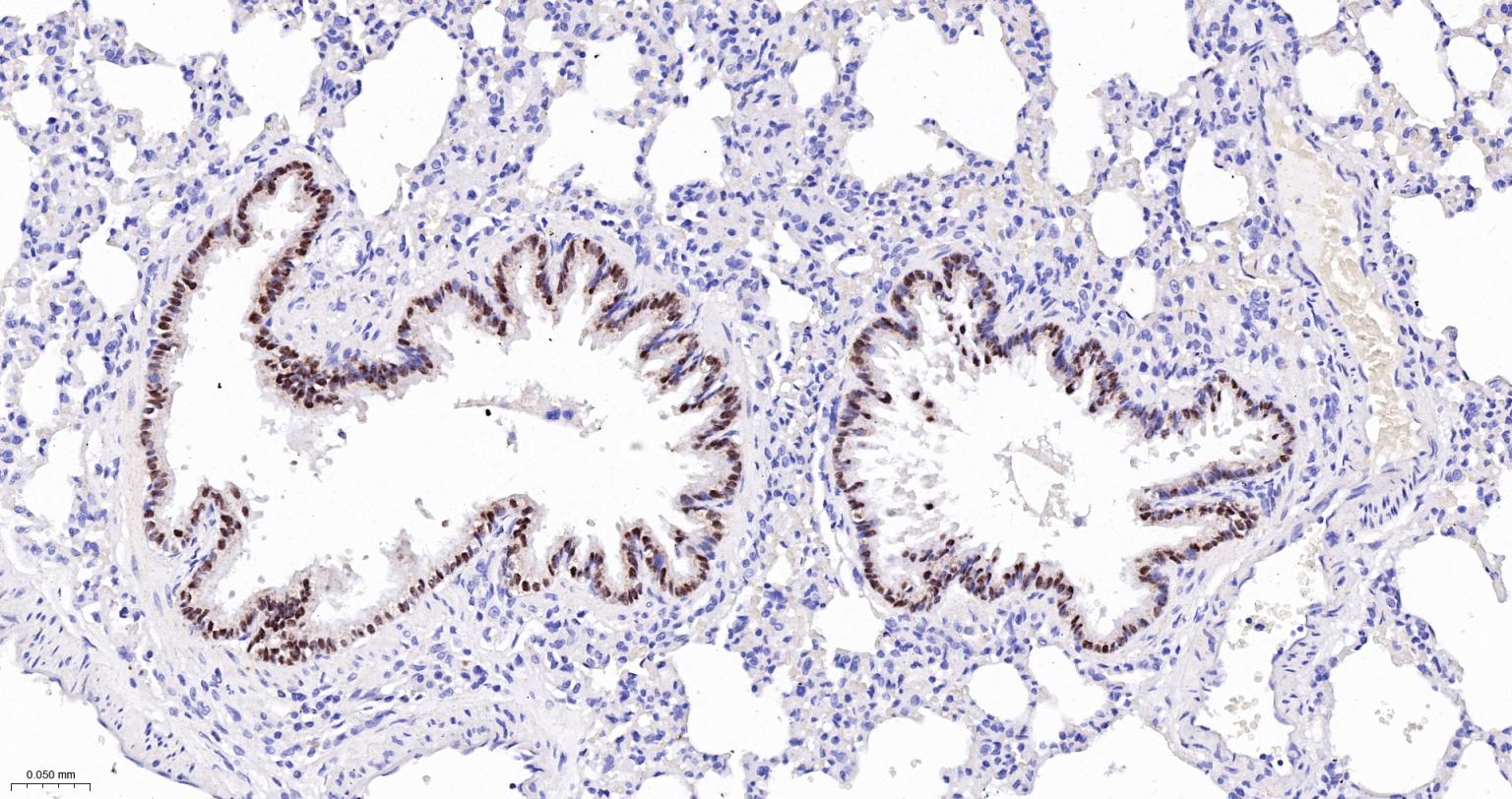 胚胎干细胞关键蛋白重组兔单克隆抗体