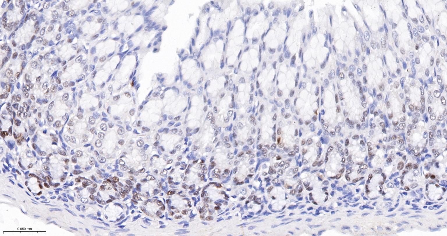 胚胎干细胞关键蛋白重组兔单克隆抗体