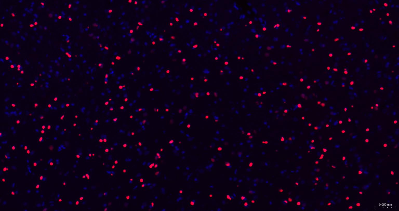胚胎干细胞关键蛋白重组兔单克隆抗体