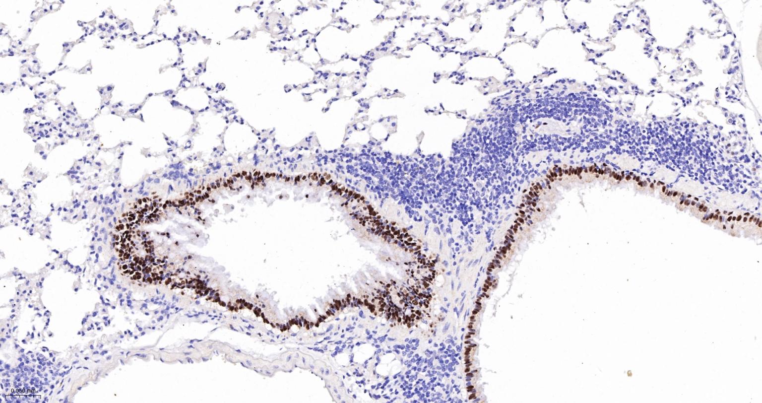 胚胎干细胞关键蛋白重组兔单克隆抗体