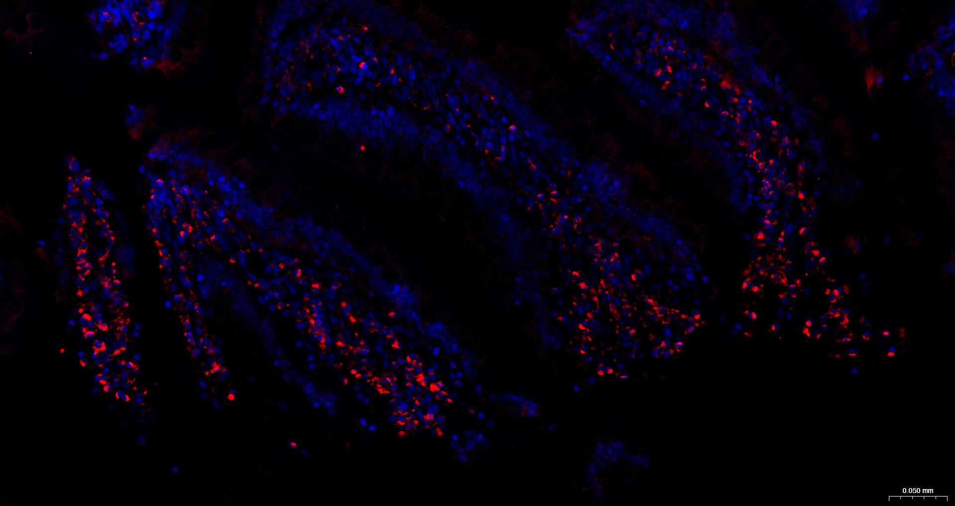 CD68抗体-bs-20402R