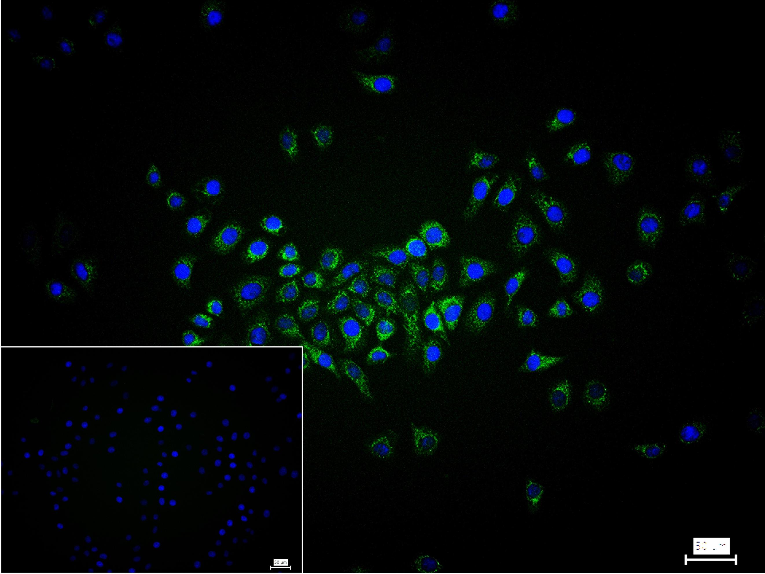 Runx3重组兔单抗