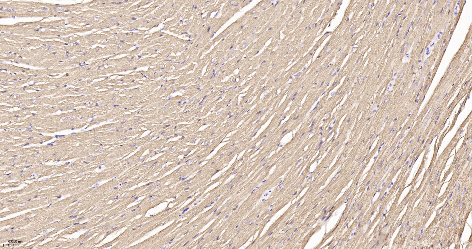原肌球蛋白1重组兔单抗