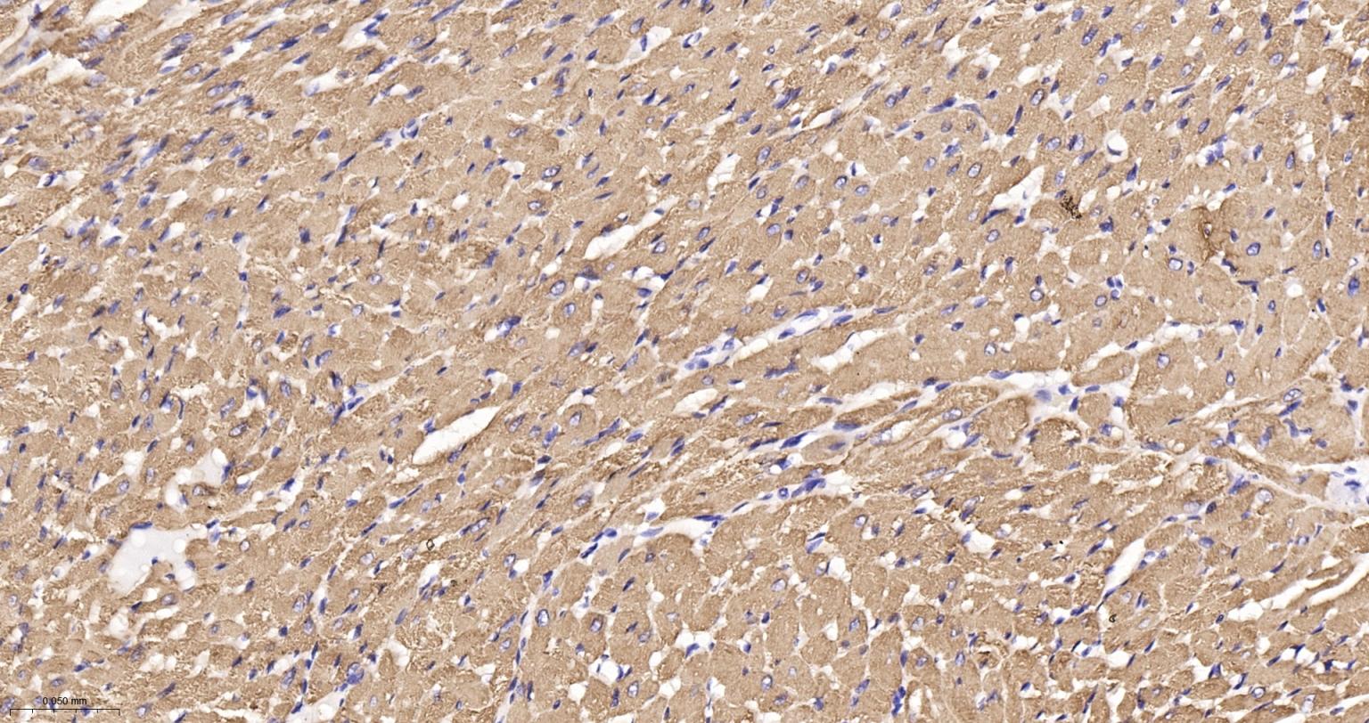 原肌球蛋白1重组兔单抗