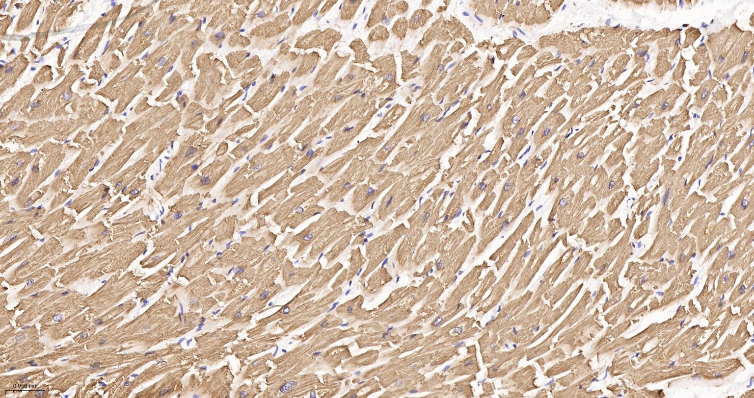 原肌球蛋白1重组兔单抗