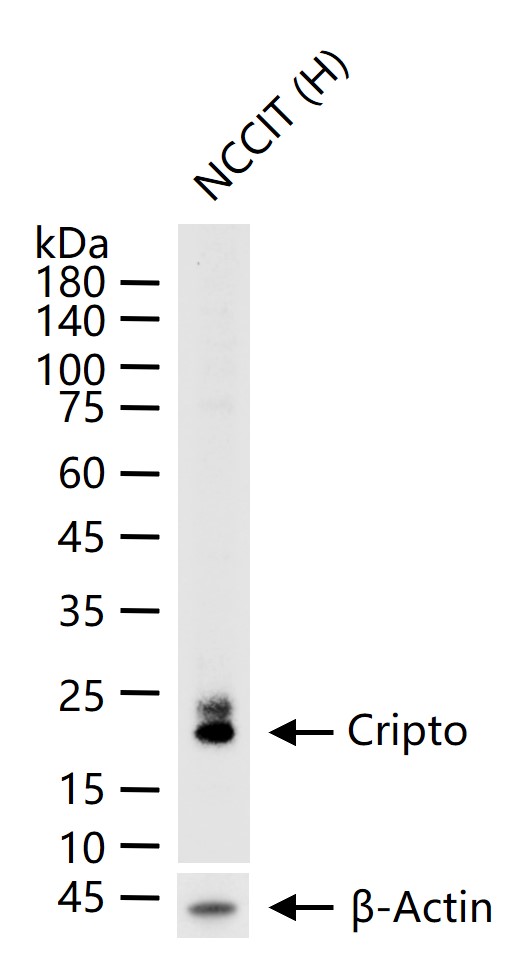 Cripto重组兔单抗