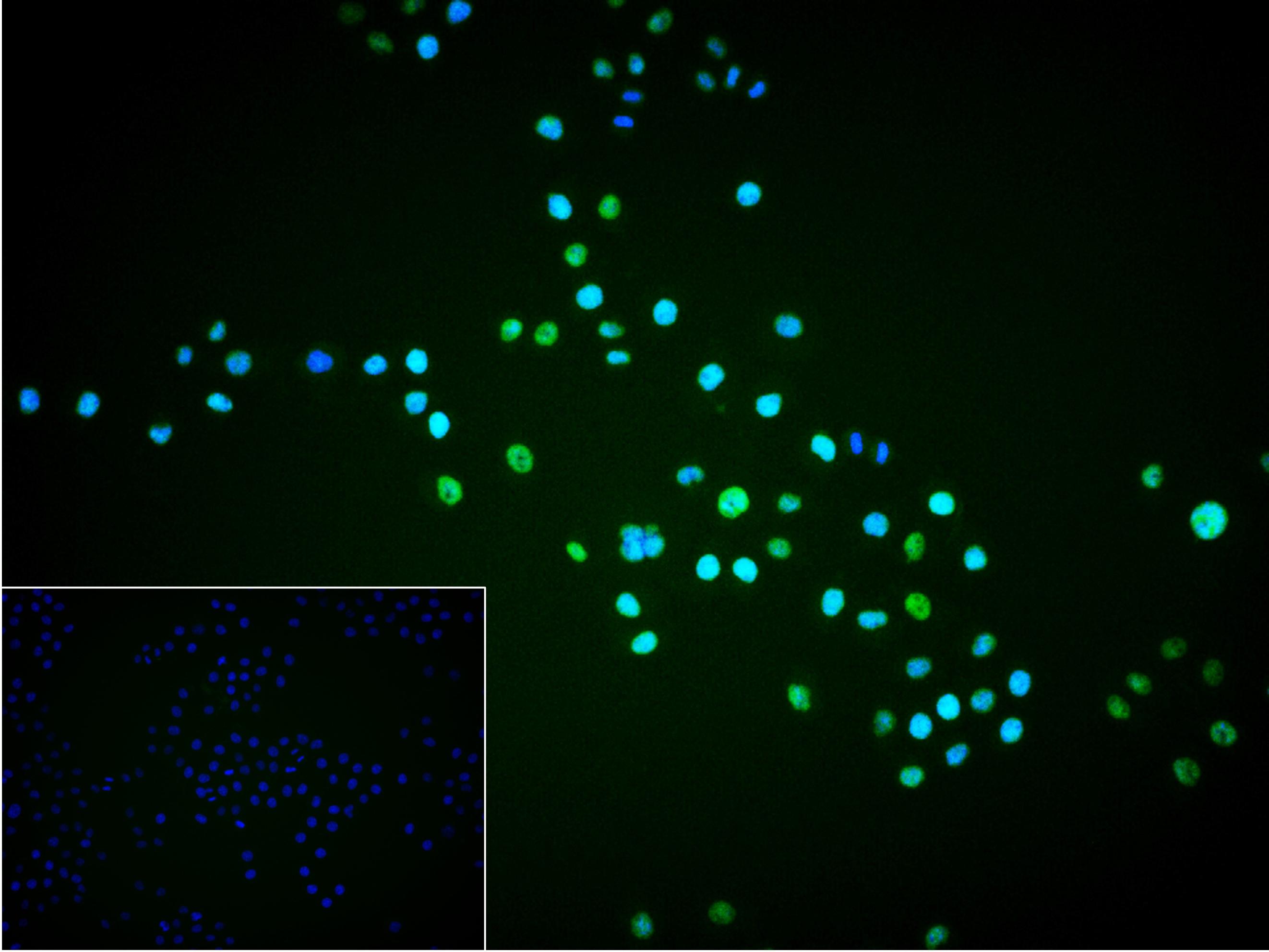 胚胎干细胞关键蛋白1重组兔单抗