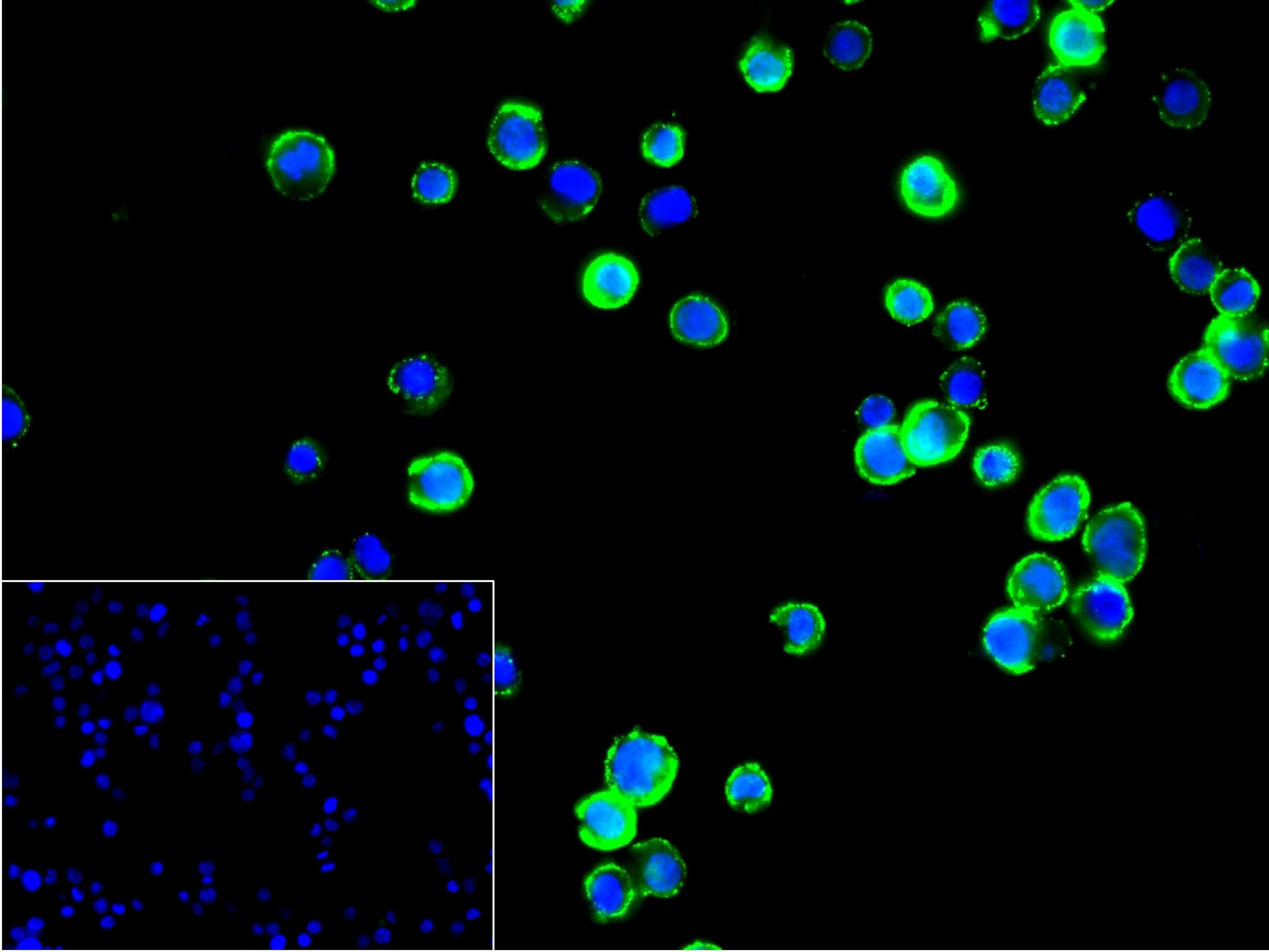 组织相容性抗原HLAF重组兔单抗