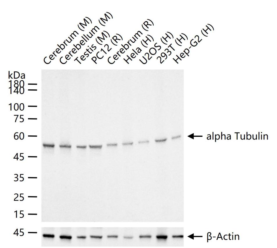 微管蛋白α/Tubulin α/α-tubulin单克隆抗体
