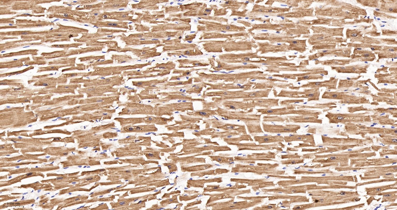 丙酮酸脱氢酶E1β亚单位重组兔单抗