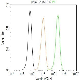 核纤层蛋白A重组兔单抗
