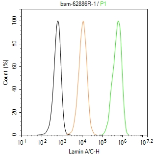 核纤层蛋白A重组兔单抗