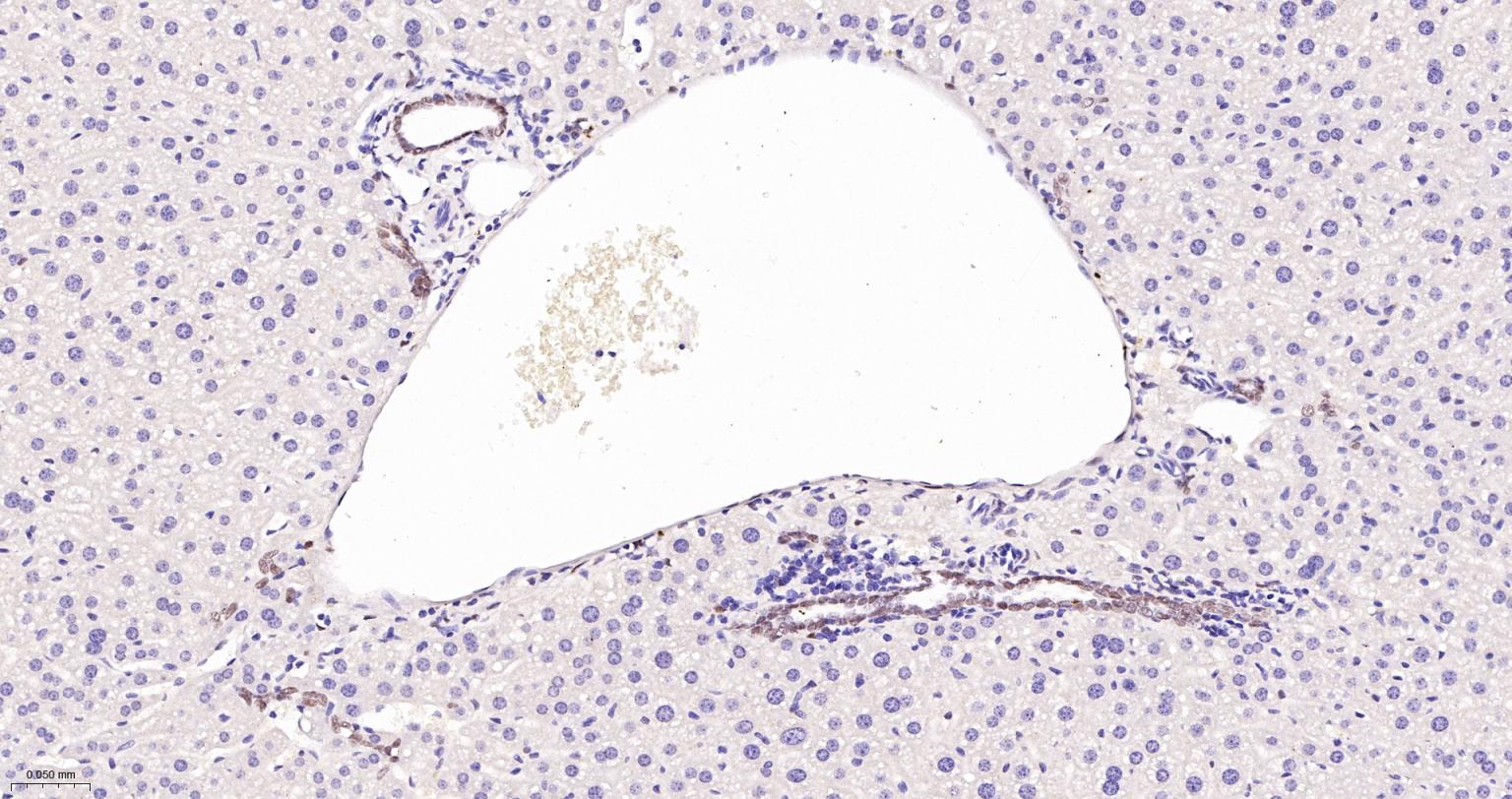 TEAD1重组兔单抗