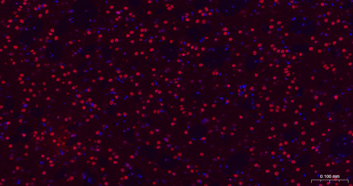 转录因子HES-1重组兔单抗-bsm-52568R