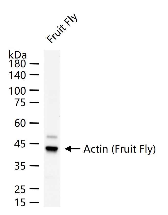 Actin (Fruit Fly) Mouse mAb, Loading Control (一抗) - WB | Bioss
