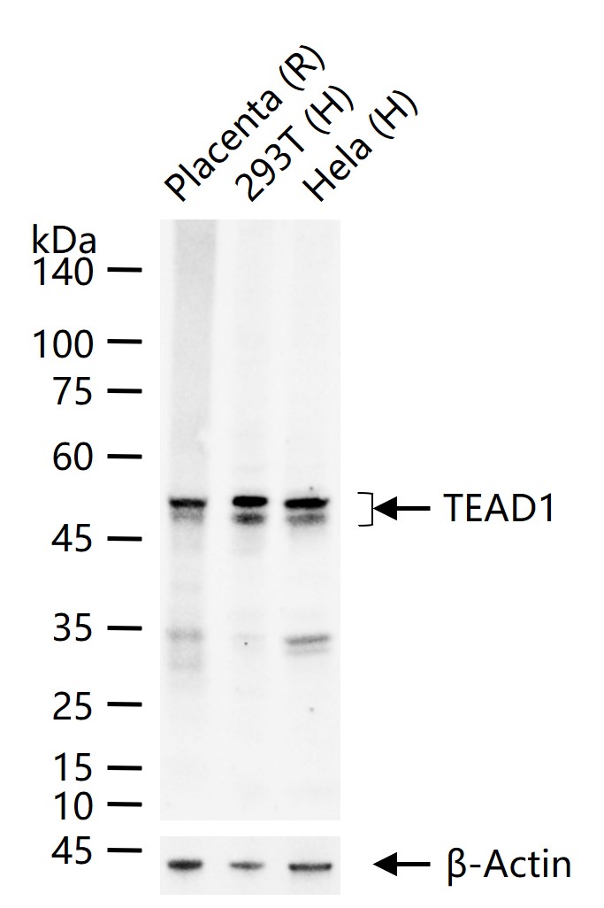 TEAD1重组兔单抗