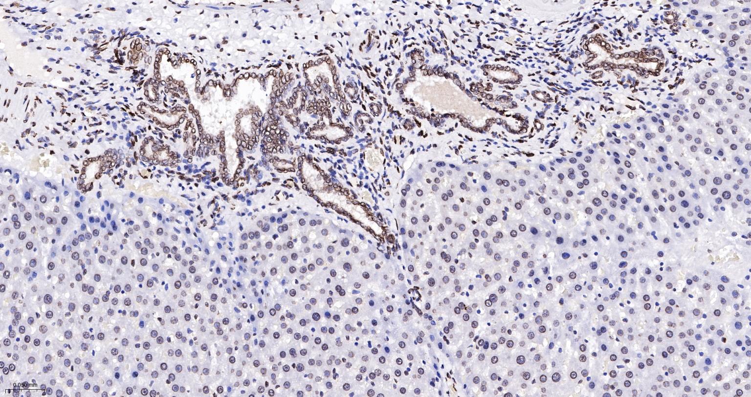 核纤层蛋白A抗体-bsm-34042M