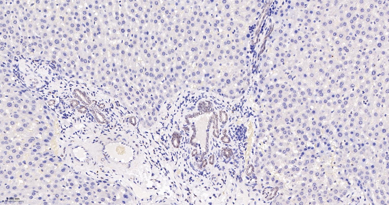 TEAD1重组兔单抗