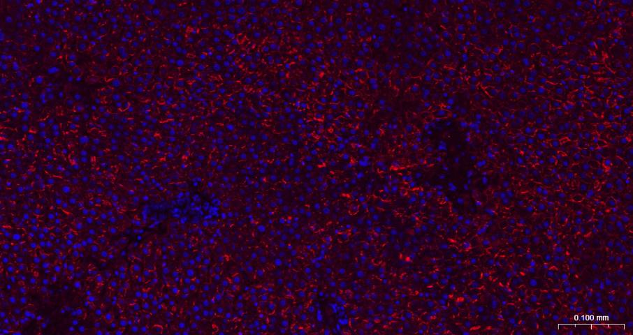 N-钙粘附分子重组兔单抗