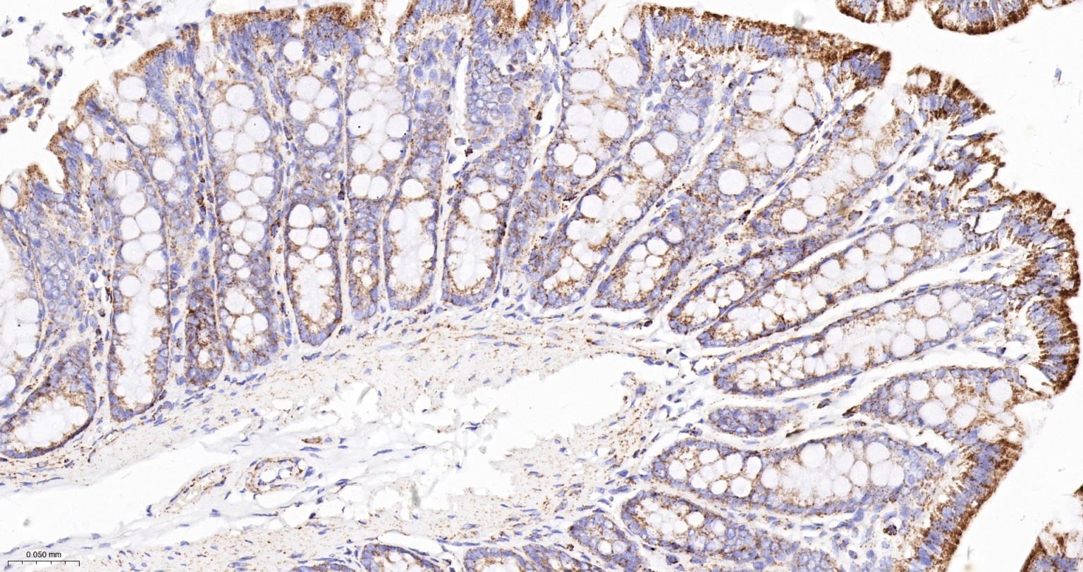 线粒体苹果酸脱氢酶2重组兔单抗