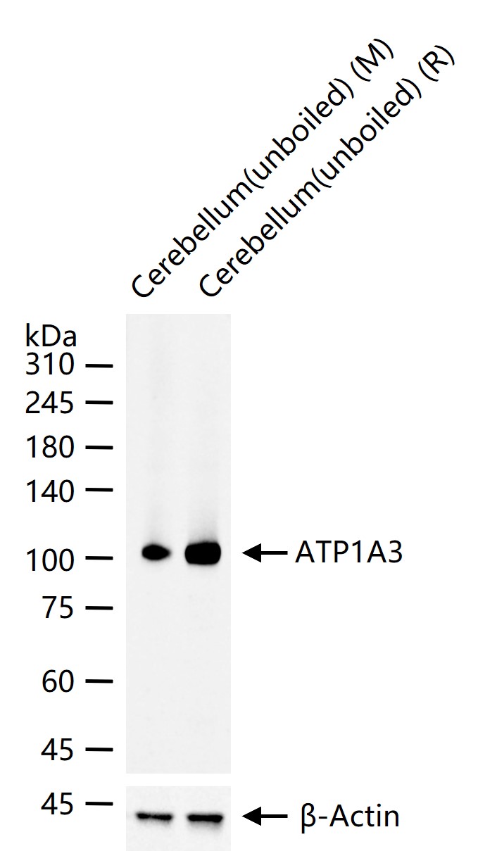 ATP1A3重组兔单抗