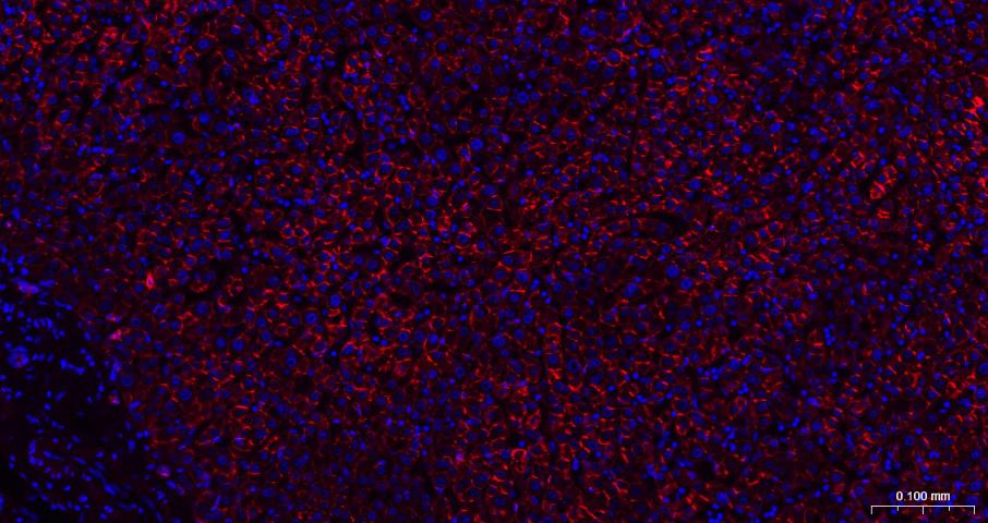 N-钙粘附分子重组兔单抗