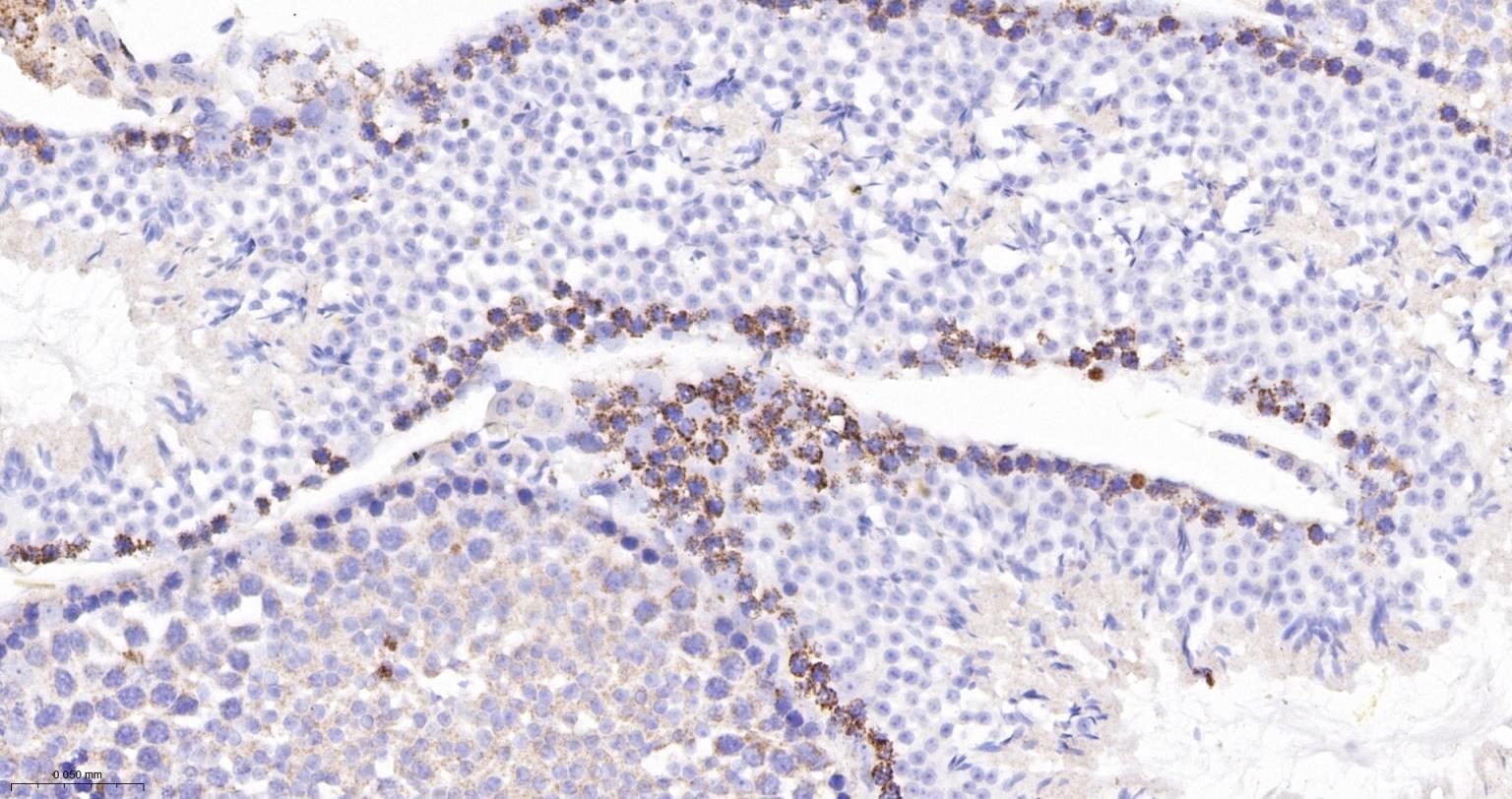 线粒体苹果酸脱氢酶2重组兔单抗