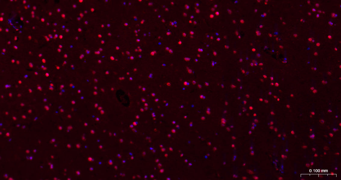 转录因子HES-1重组兔单抗-bsm-52568R