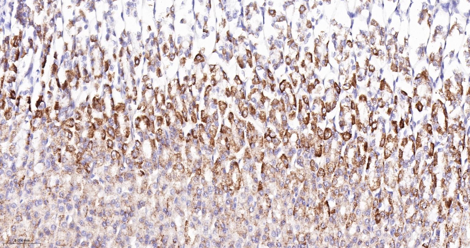 NDUFS2重组兔单抗