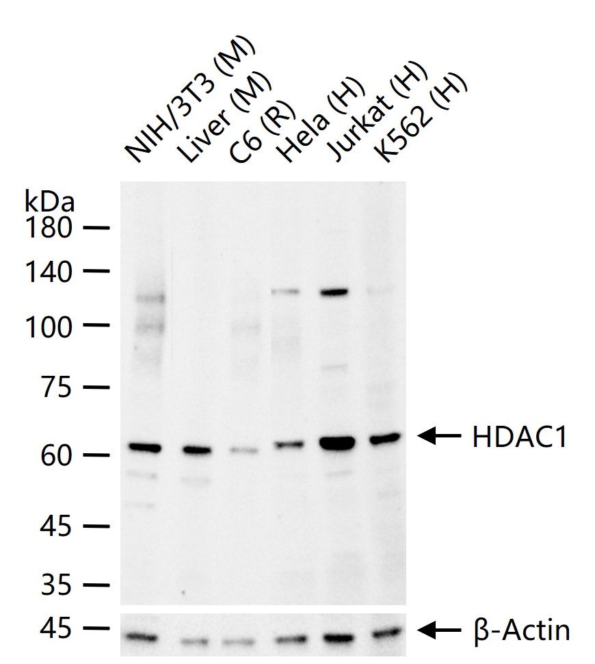HDAC1 Rabbit pAb, Nuclear Loading Control (一抗) - WB | Bioss