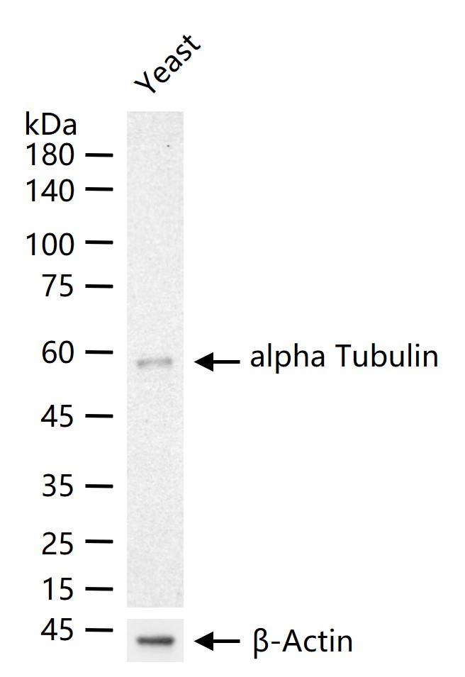alpha Tubulin Recombinant Rabbit mAb, Loading Control (一抗) - WB | Bioss