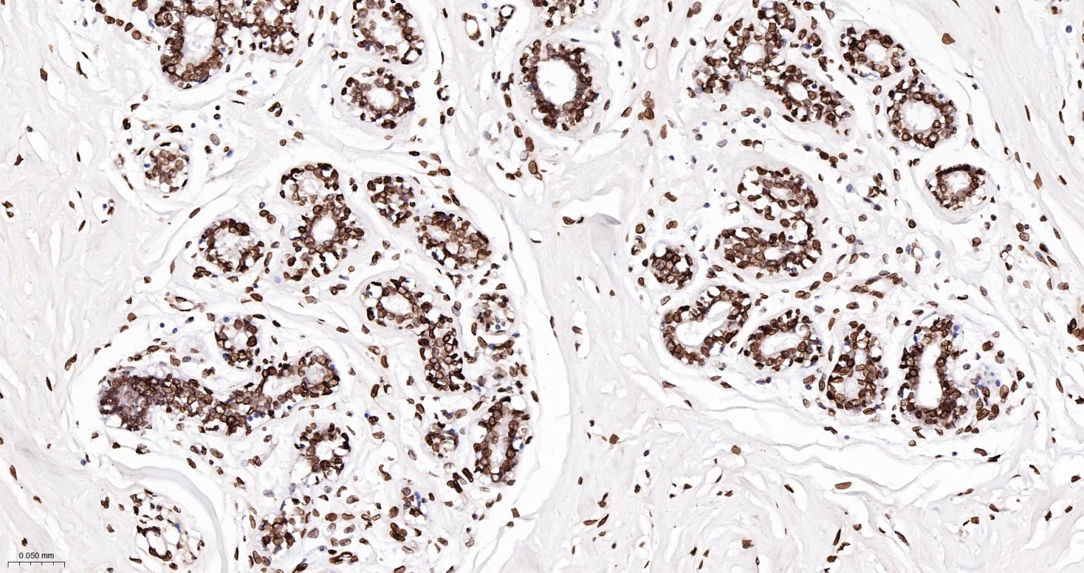 核纤层蛋白A抗体-bsm-34042M