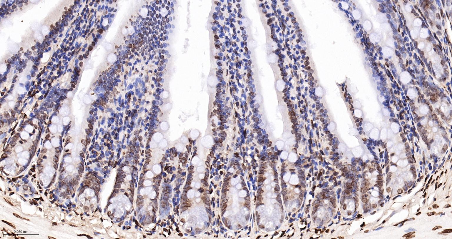 核纤层蛋白A抗体-bsm-34042M