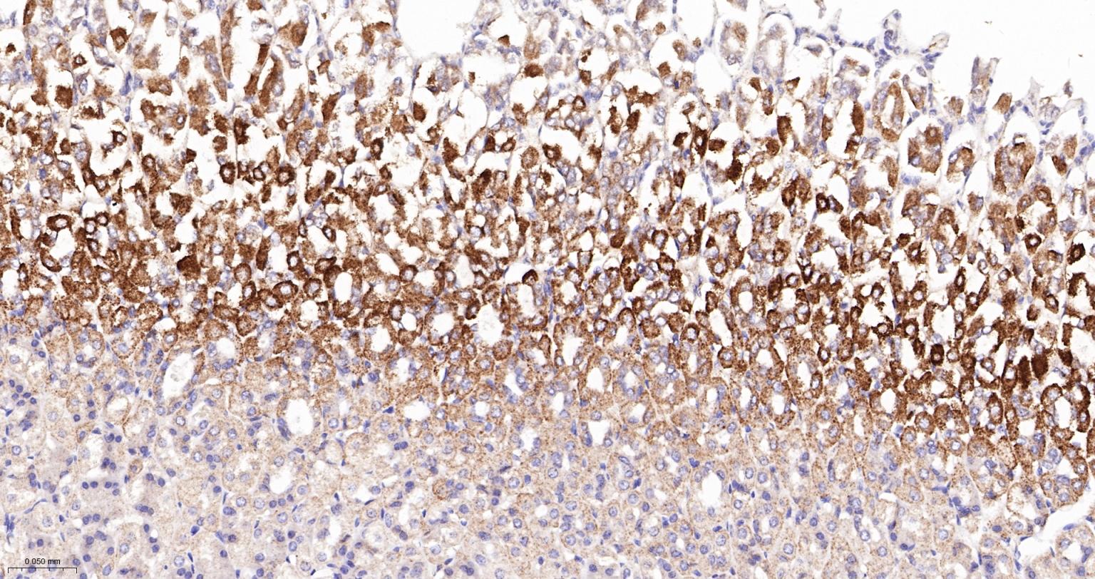 NDUFS2重组兔单抗