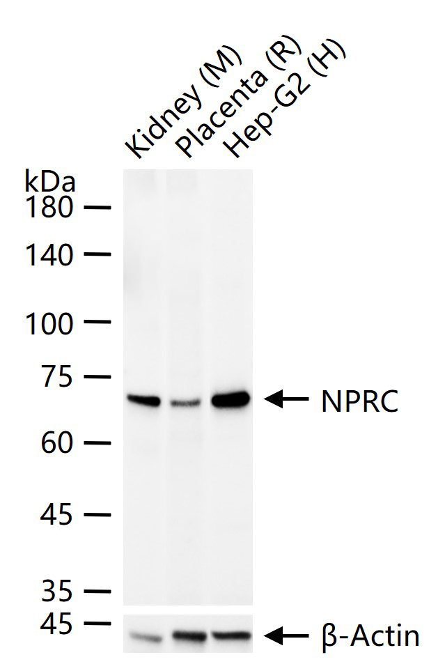 利钠肽受体C单克隆重组兔单抗