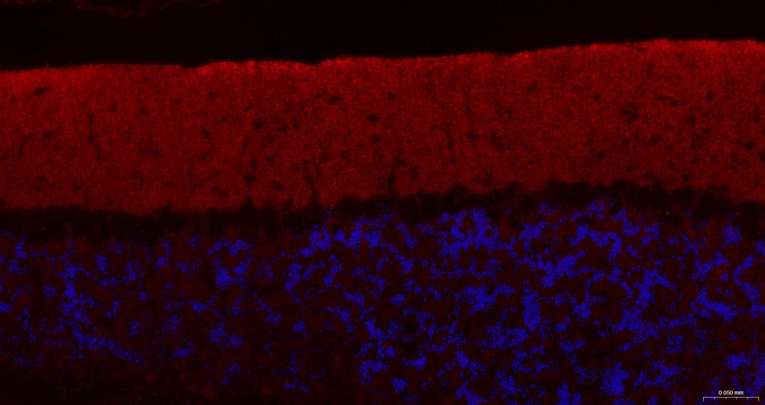 神经生长相关蛋白43重组兔单克隆抗体