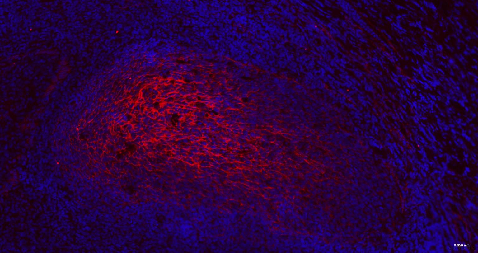 神经生长因子受体重组兔单抗-bsm-52253R