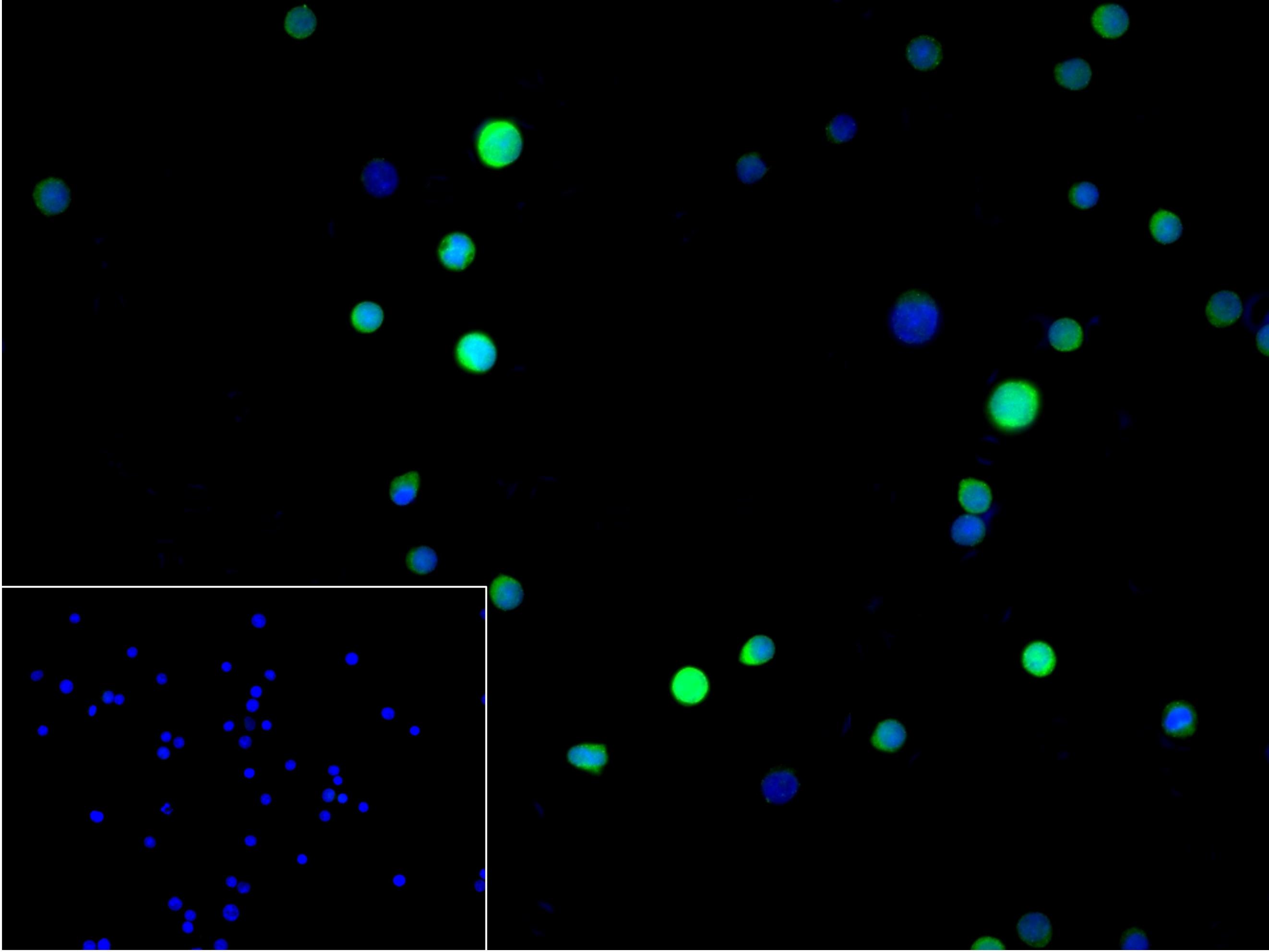 半胱胺酸蛋白酶蛋白-3单克隆抗体-bsm-55032M