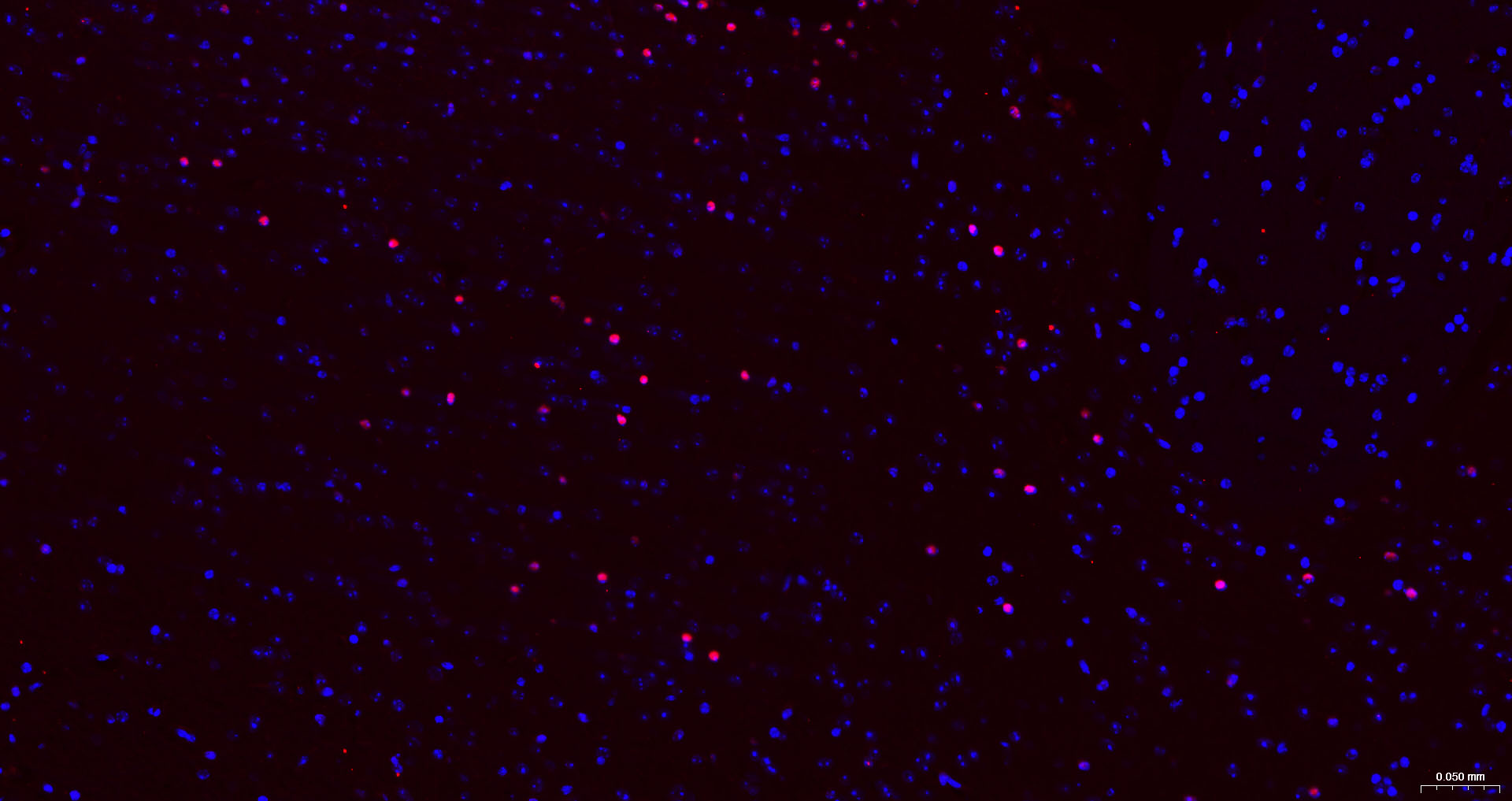 转录因子SOX9蛋白重组兔单抗