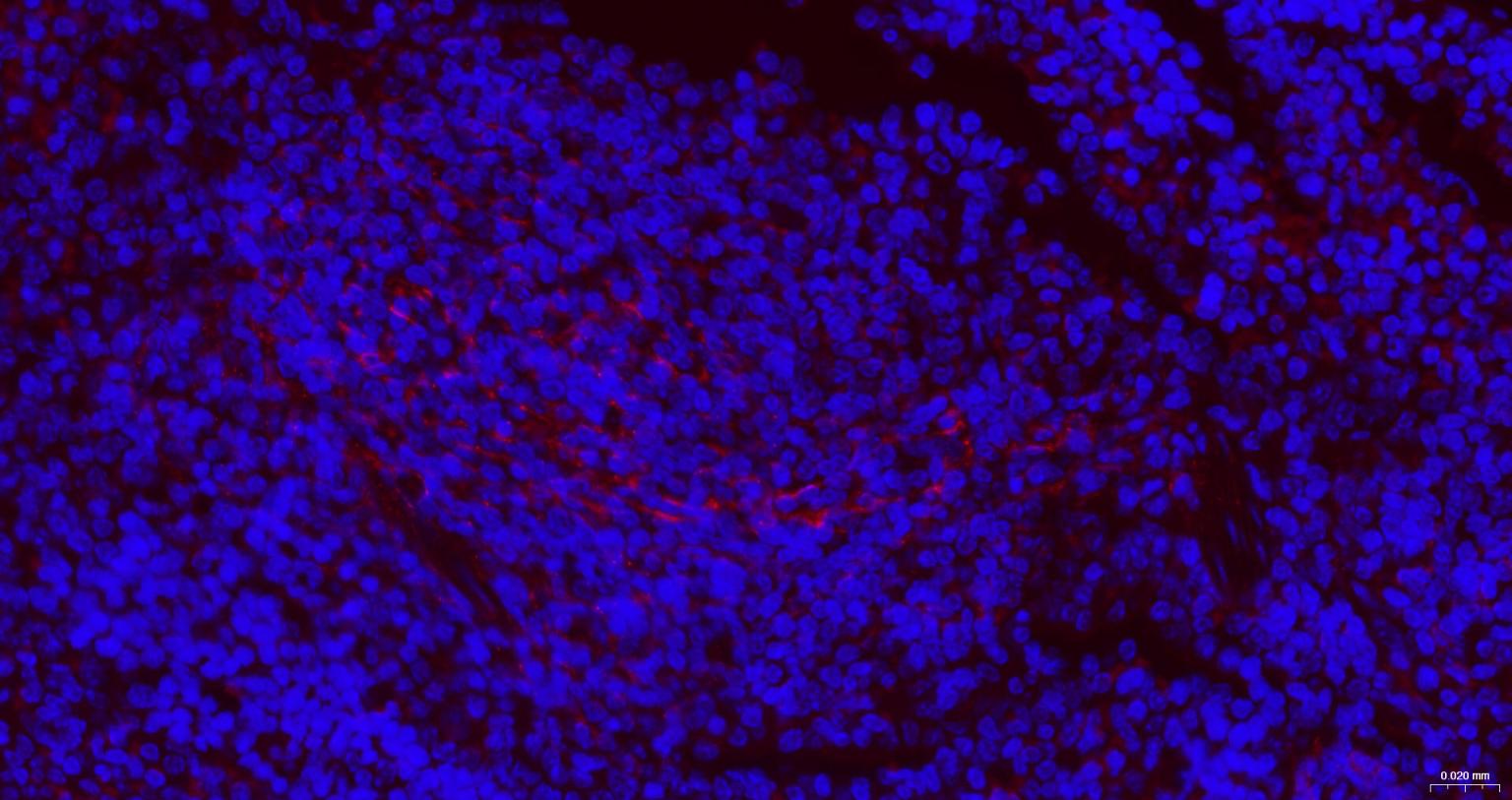 神经生长因子受体重组兔单抗-bsm-52253R