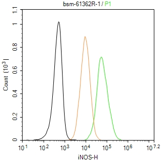一氧化氮合成酶-2（诱导型）重组兔单抗