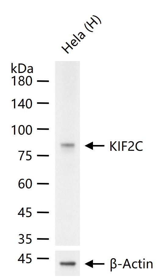 KIF2C Recombinant Rabbit mAb (一抗) - WB,Flow-Cyt,ICC/IF | Bioss