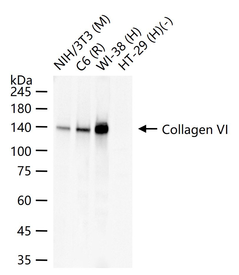 6型胶原重组兔单抗