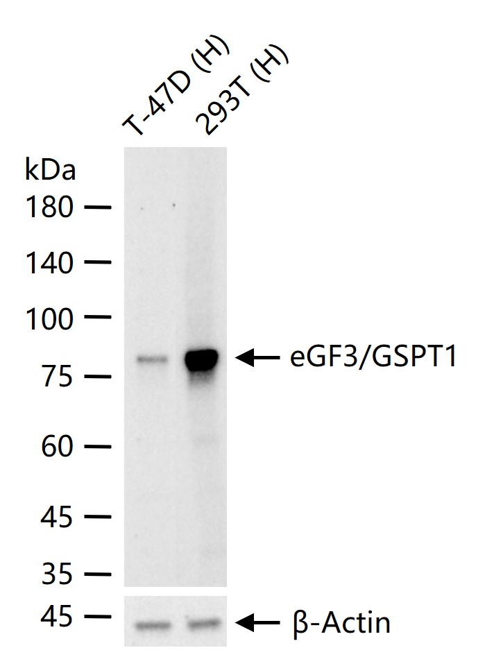 真核肽链释放因子3a/eRF3重组兔单抗