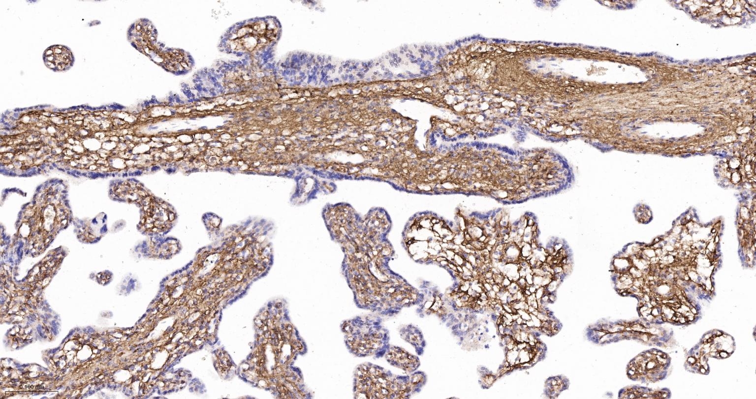 6型胶原重组兔单抗