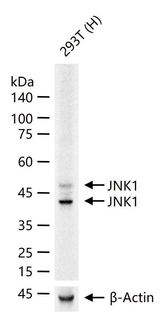 氨基末端激酶1重组兔单抗