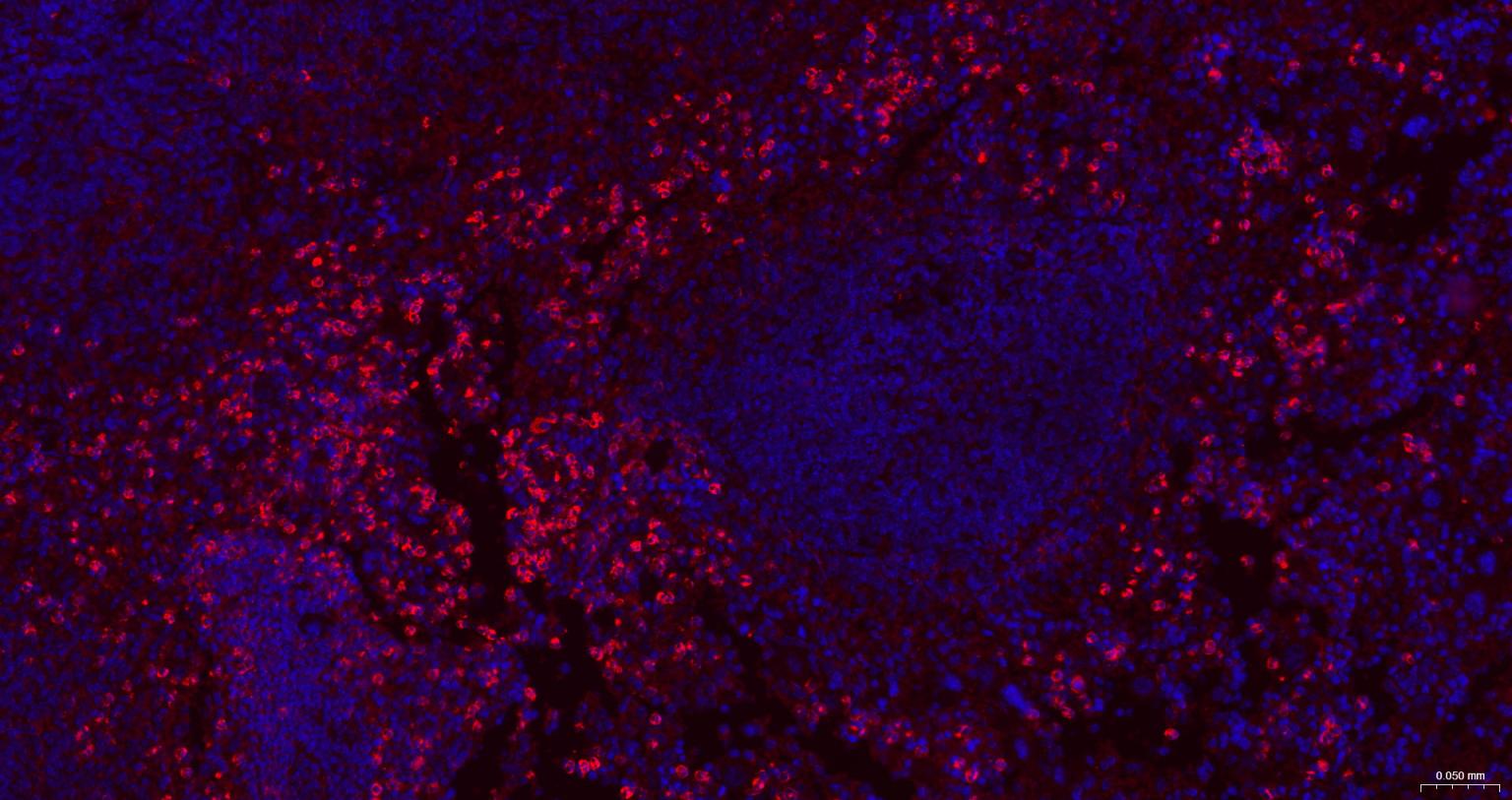 整合素αM/巨噬细胞表面分子重组兔单抗