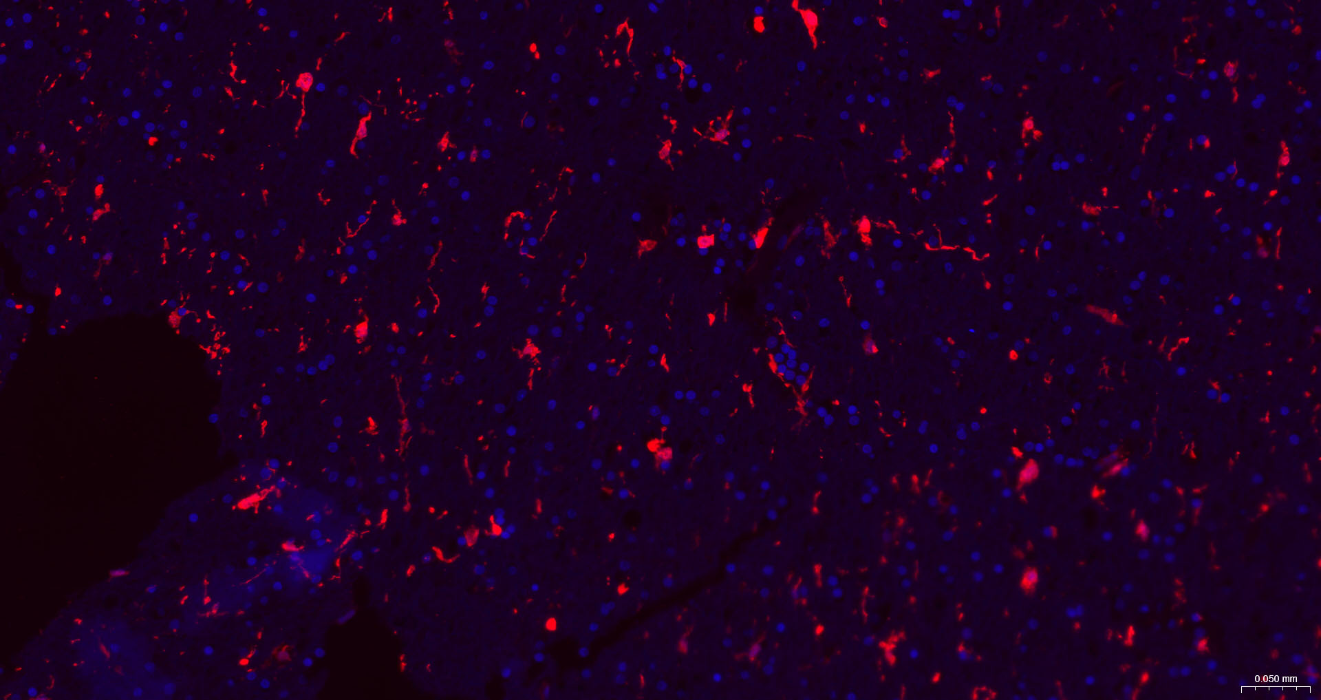 离子钙接头蛋白单克隆抗体-bsm-54132R