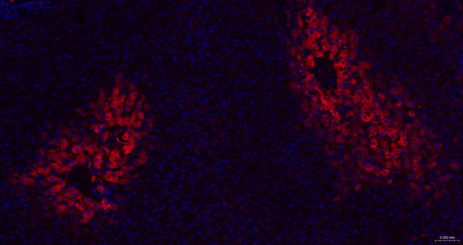 谷氨酰胺合成酶/谷氨酸氨连接酶重组兔单抗